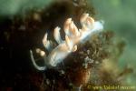 Flabellina bicolor 01 15mm