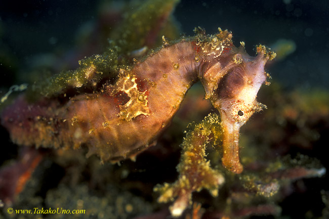 Thorny Seahorse 02 H