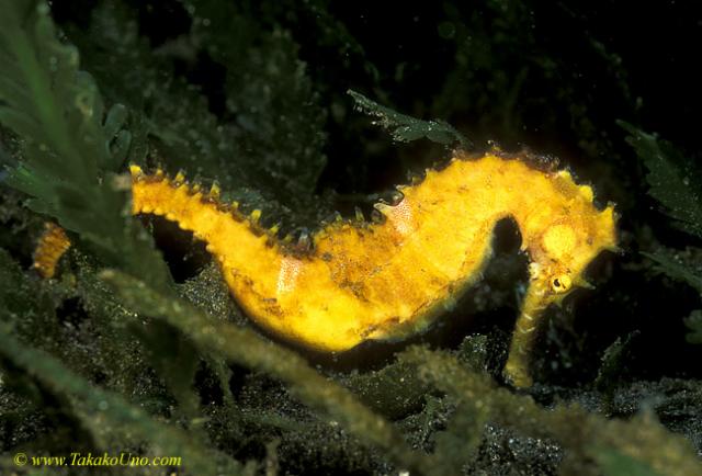 Thorny Seahorse 03 H