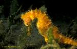 Thorny Seahorse 01 H