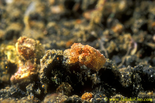 Crinoid Cuttlefish 01 juv