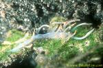 Flabellina bicolor 02 25mm