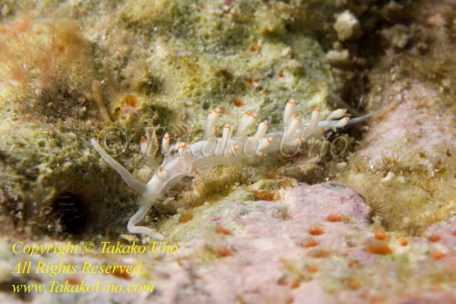 Flabellina macassarana 26tc 4516