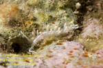 Flabellina macassarana 26tc 4516