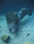 17 Manatees, mom & calf