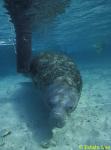 60 Manatee with buoy line