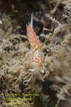 Flabellina or Cratena unidentified Nudi 01tc 2771