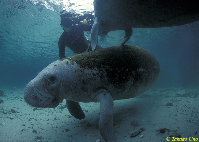 58 Manatees