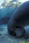 56 Manatee slurpping sand