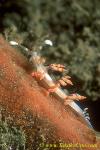 Flabellina bilas 01 25mm