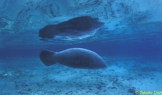 48 Manatee sideways swims & mirror