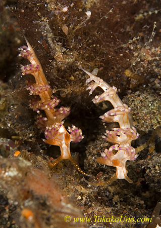 Flabellina rubrolineata 35tc 0220 bl
