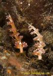 Flabellina rubrolineata 35tc 0220 bl