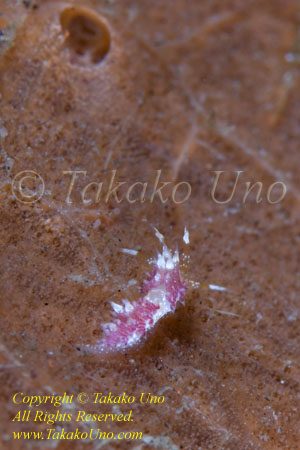 Cratena or Favorinus sp Nudi 15tc 6mm 7923