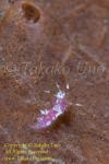 Cratena or Favorinus sp Nudi 15tc 6mm 7923