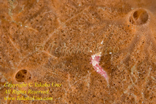 Cratena or Favorinus sp Nudi 16tc 6mm 7924