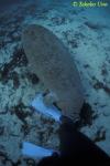 18 Manatee calf playing with my legs