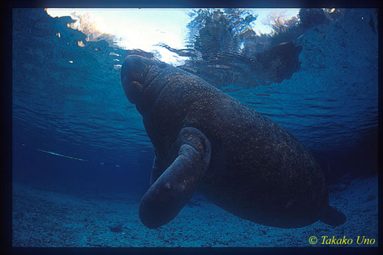 Manatee 12x