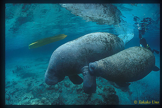 Manatee 14 baby sucking milk