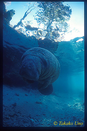 Manatee 11x