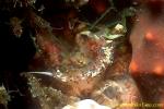 Phidiana indica 01 20mm