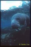 Manatee 01x baby