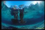 Manatee 02x mom & baby, double tail shot