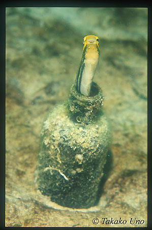 Blenny emerging from bottle 01