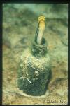 Blenny emerging from bottle 01