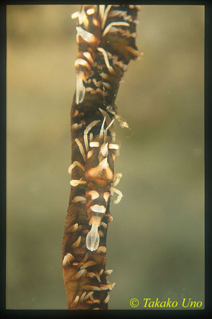 Dasycaris zanibarica Shrimps 01