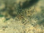 Dwarf Lionfish baby 01