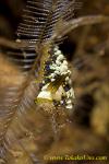 Trinchesia yamasui 23tc 0094bl feeds on hydroid