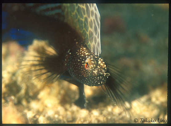 Ho-ta-te tsu-no Goby 01a Black Sailfin