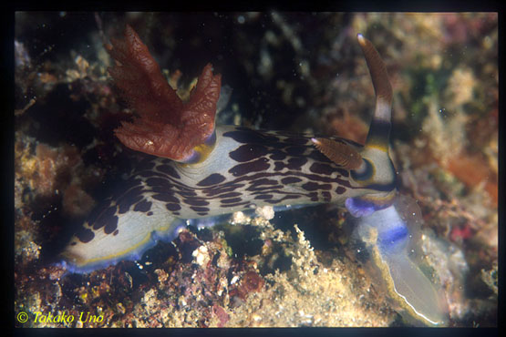 Lined Nembrotha, lineolata eating Tunicates 01