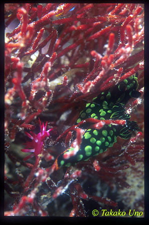 Okenia sp & Nembrotha Nudibranch 01