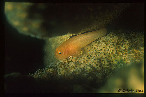 Panda Goby 01reg