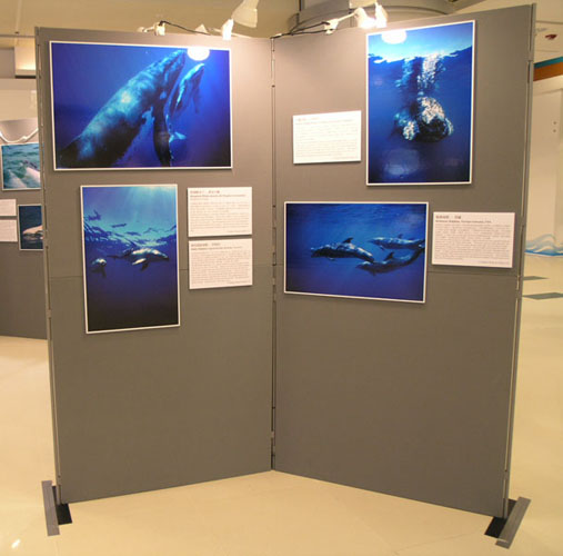 Cetacean Exhibtion. Here, showing Stephen & my images.