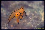 Pica-chu Nudibranch flying 01