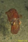 Bobtail Squid 04