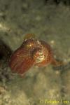 Bobtail Squid 03