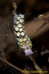 Trinchesia yamasui 33tc 2047 kd