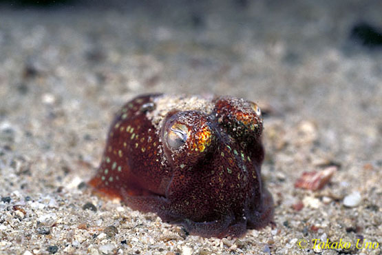 Bobtail Squid 10