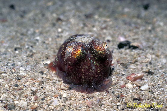 Bobtail Squid 09 one eye open, one eye shut