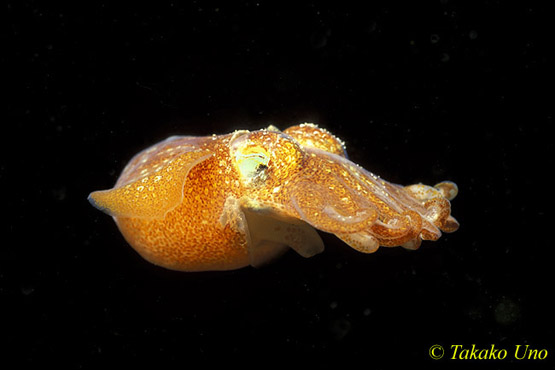 Bobtail Squid 12b