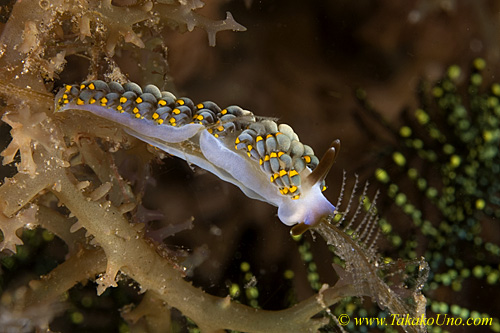Trinchesia yamasui 34tc 0215 kd