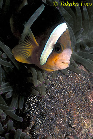 Clark's Anemonefish and Eggs 01