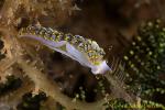Trinchesia yamasui 34tc 0215 kd