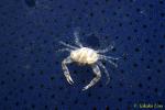 Commensal Swimmer Crab on dying Jellyfish 03