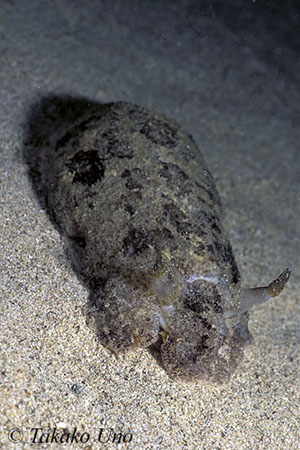 Unidentified Cuttle Nudibranch 01