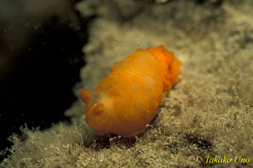 Gymnodoris inornata 01